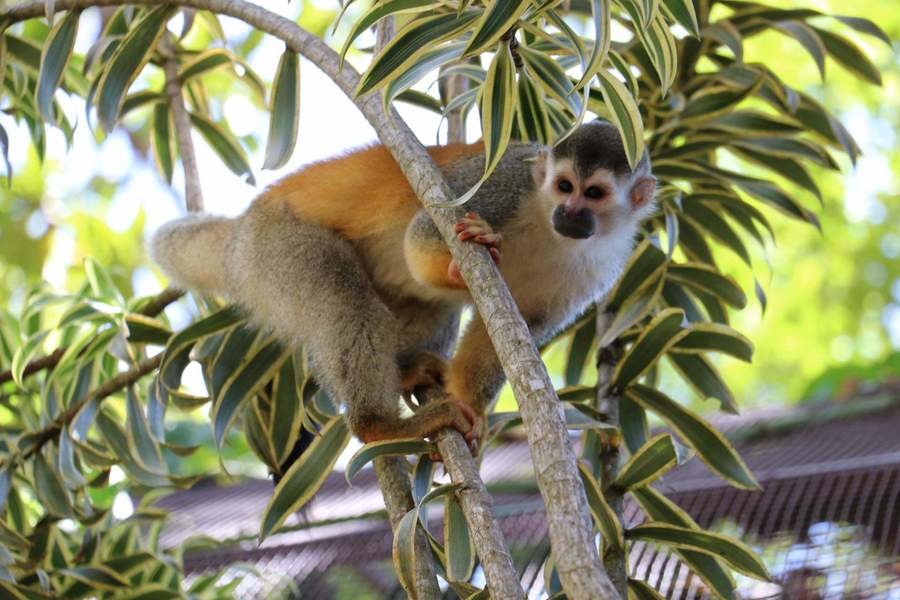 Rescued wildlife at Alturas Wildlife Sanctuary